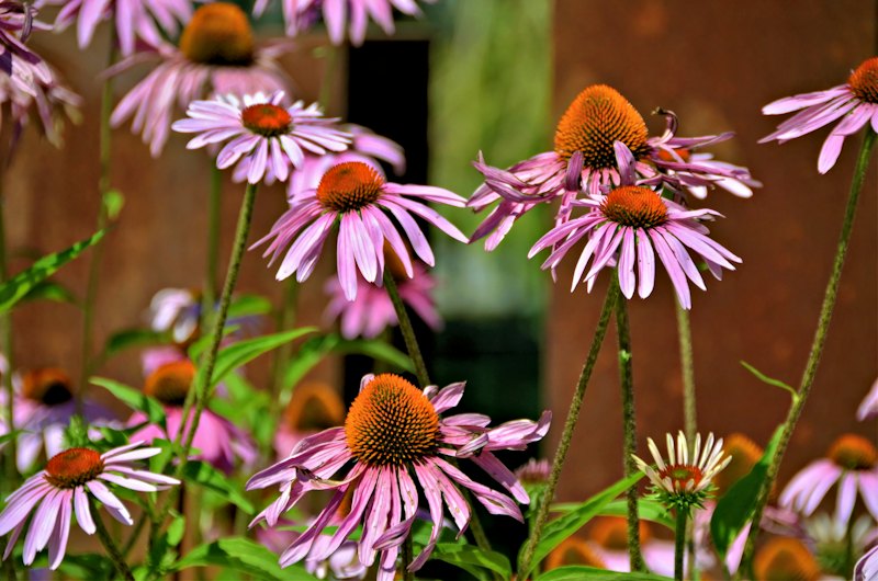 Jardin de pluie, Rezé
